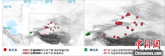 图为该项目所获取天山东西部古人群的线粒体与核基因组分布图。　开云在线 供图