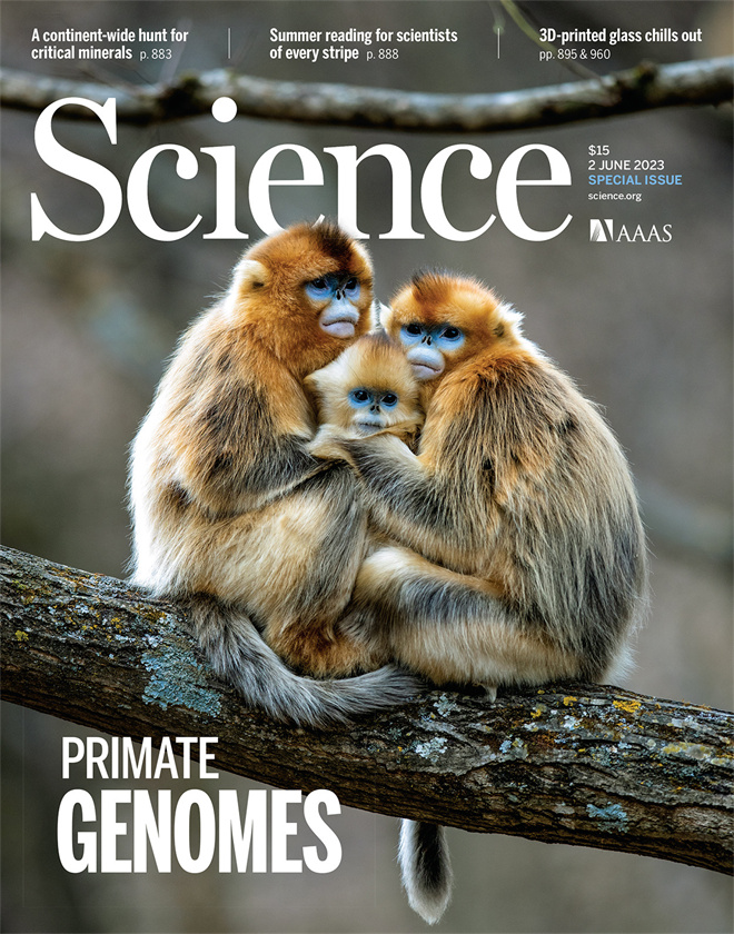 Science封面文章：开云在线金丝猴研究团队首次系统揭示灵长类社会演化之谜_fororder_《自然》封面.JPG