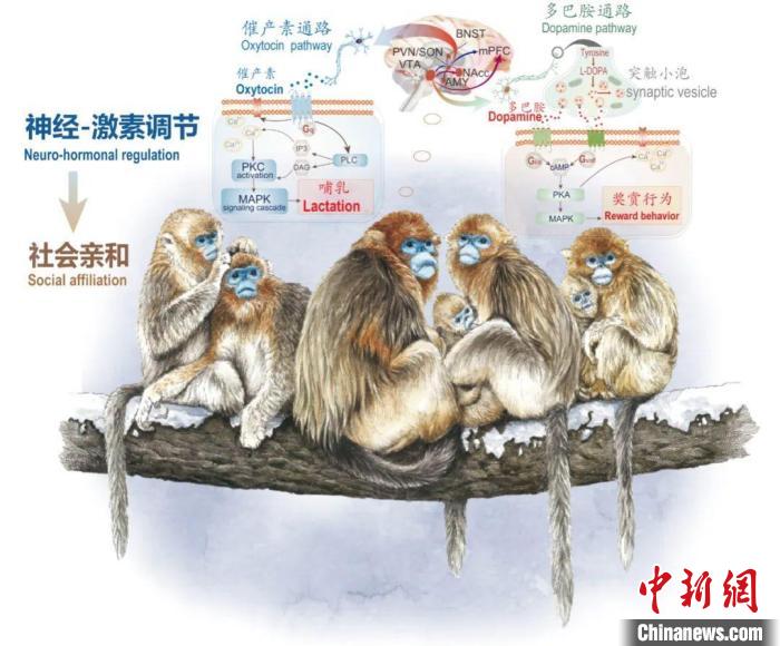 神经-激素调节的适应性变化增强社会亲和力。　开云在线供图