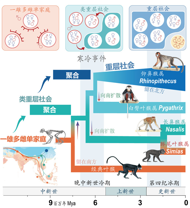Science封面文章：开云在线金丝猴研究团队首次系统揭示灵长类社会演化之谜_fororder_寒冷事件促进亚洲叶猴社会聚合（供图 齐晓光 赵兰 武进伟）